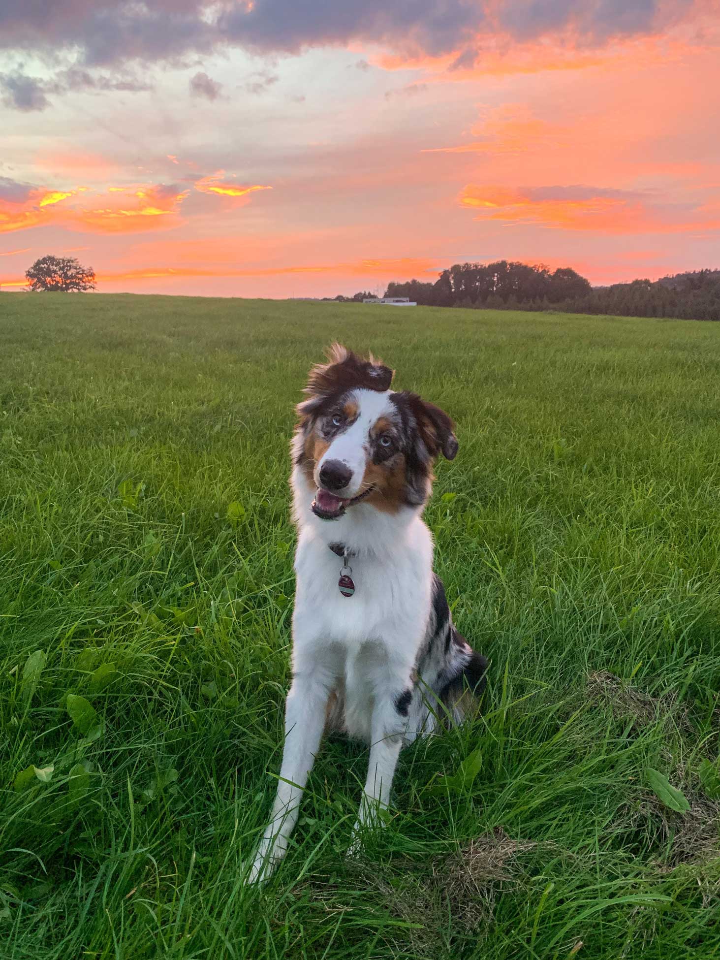 Yoshi - der Schulhund